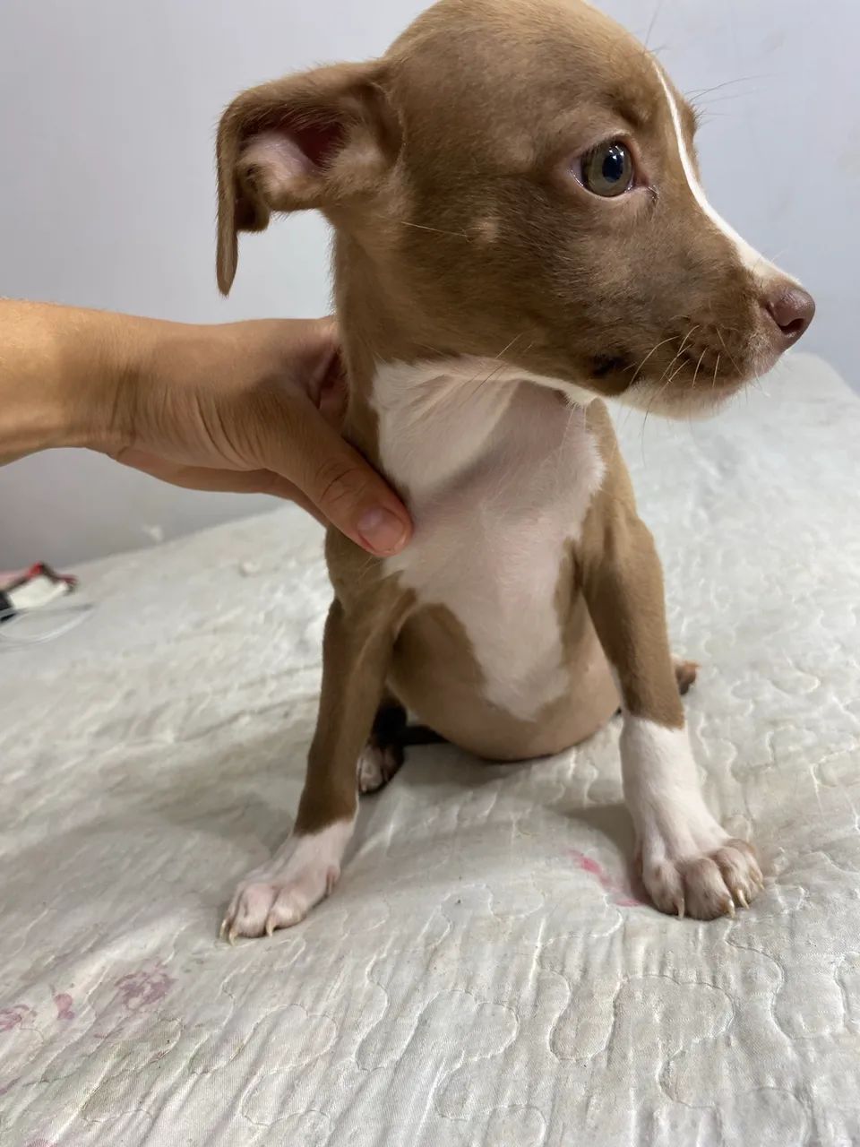 Cachorro  - Foto 5