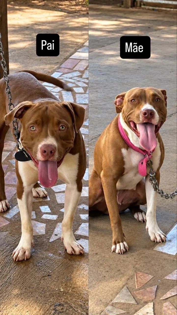 Vendo pitbull - Foto 4