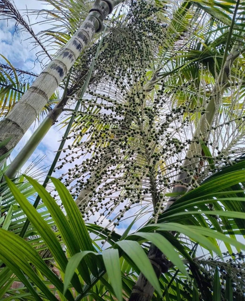 MUDAS AÇAÍ  - Foto 4