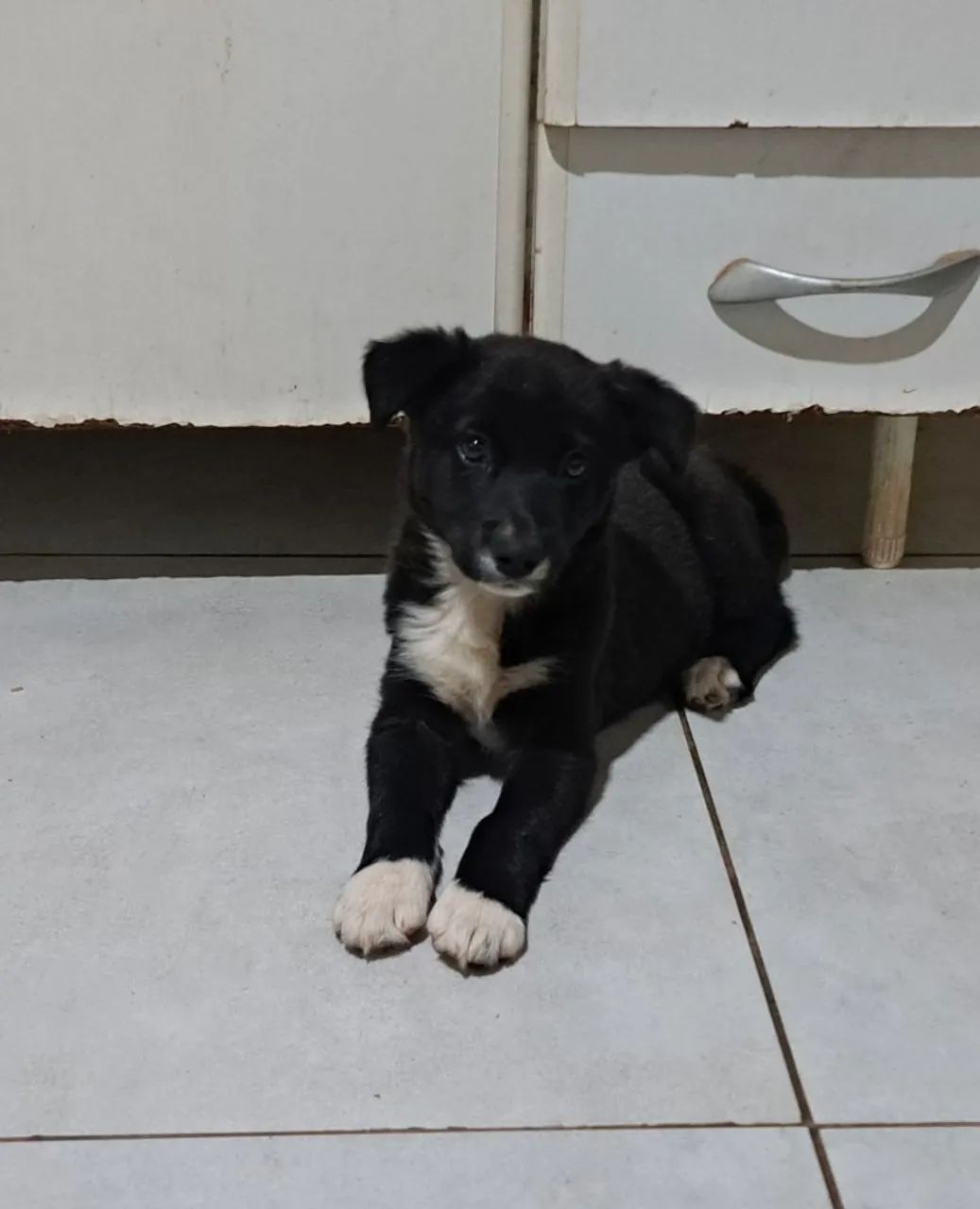 Bolder collie  - Foto 2