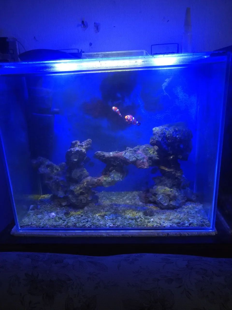 Aquário Marinho Completo 60L com Filtro - Pronto para Uso