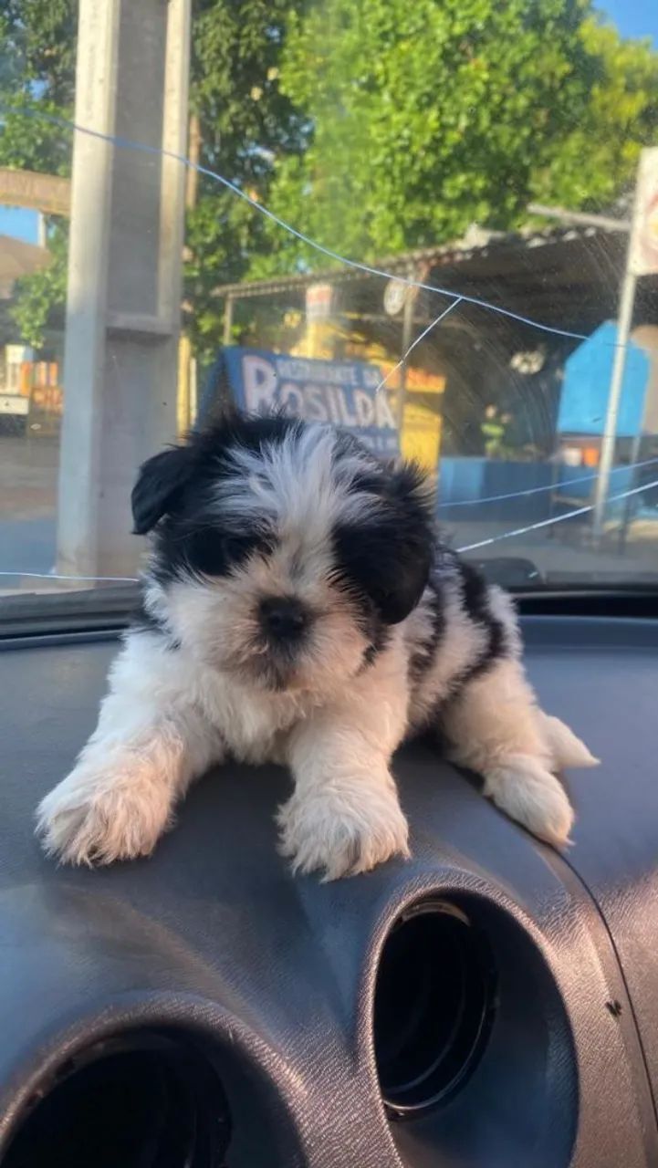 Cachorro Shitzu  - Foto 3