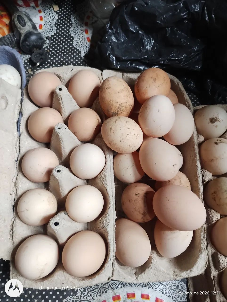 Ovos de GSB