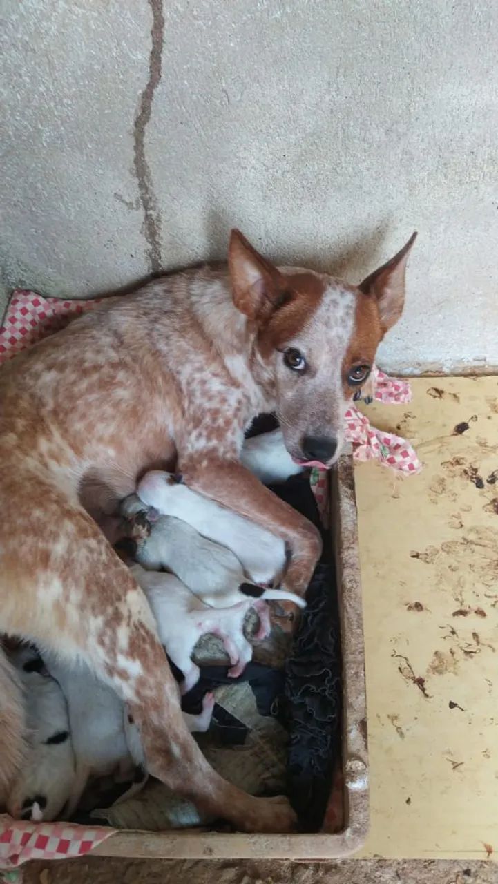 CÃO BOIADEIRO  - Foto 4