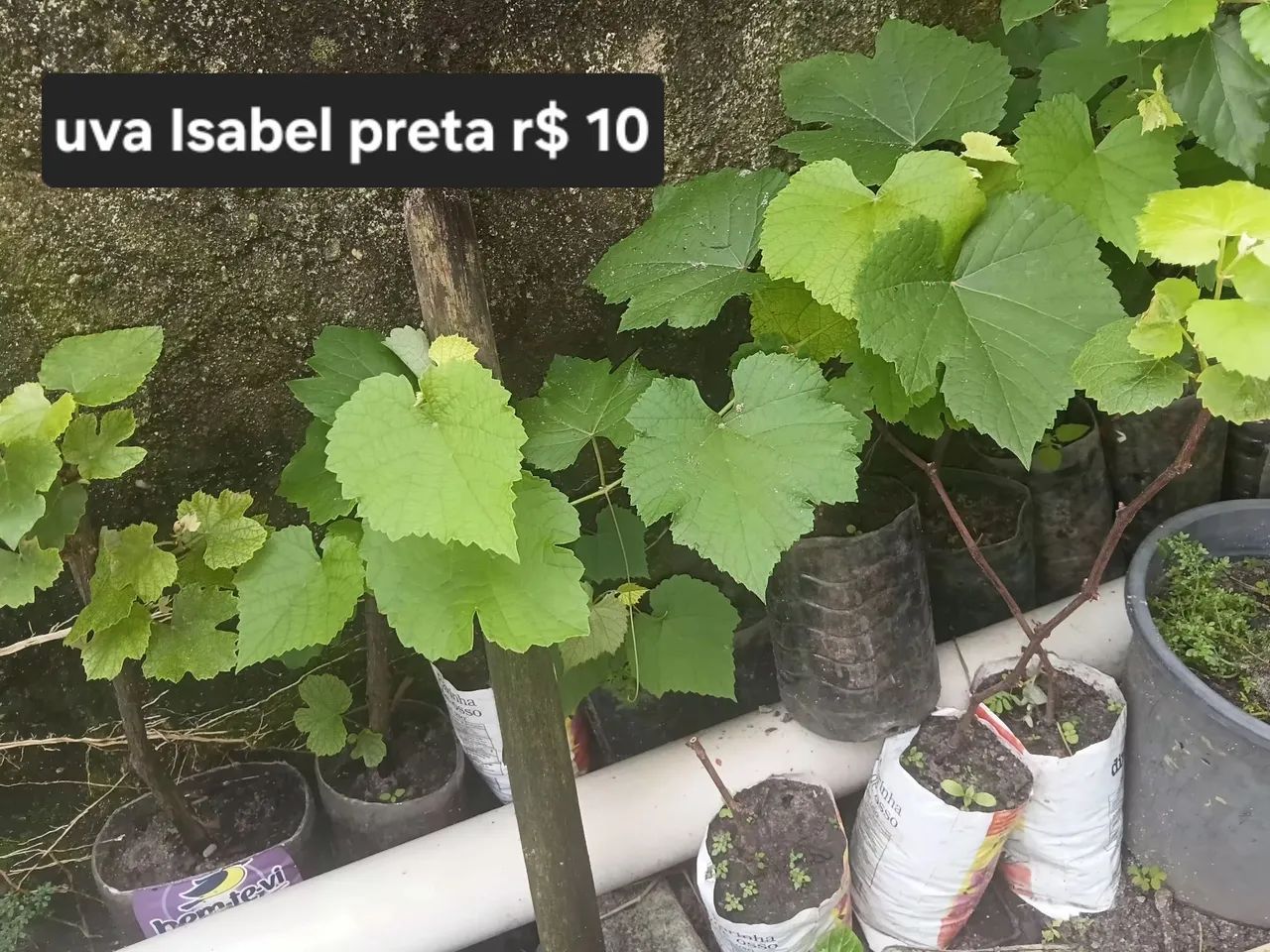 Muda de uva Isabel da preta