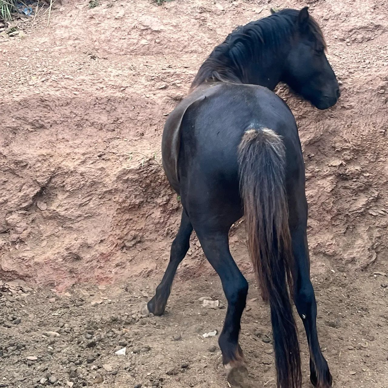 Cavalos - Foto 4
