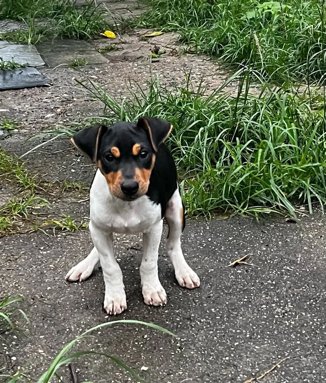 Fox paulistinha  - Foto 2