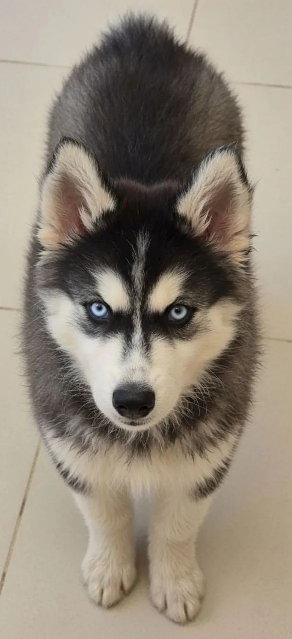 Filhotes de husky siberiano  - Foto 3