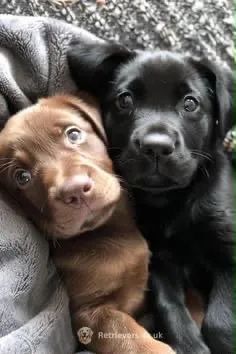Labrador puro 