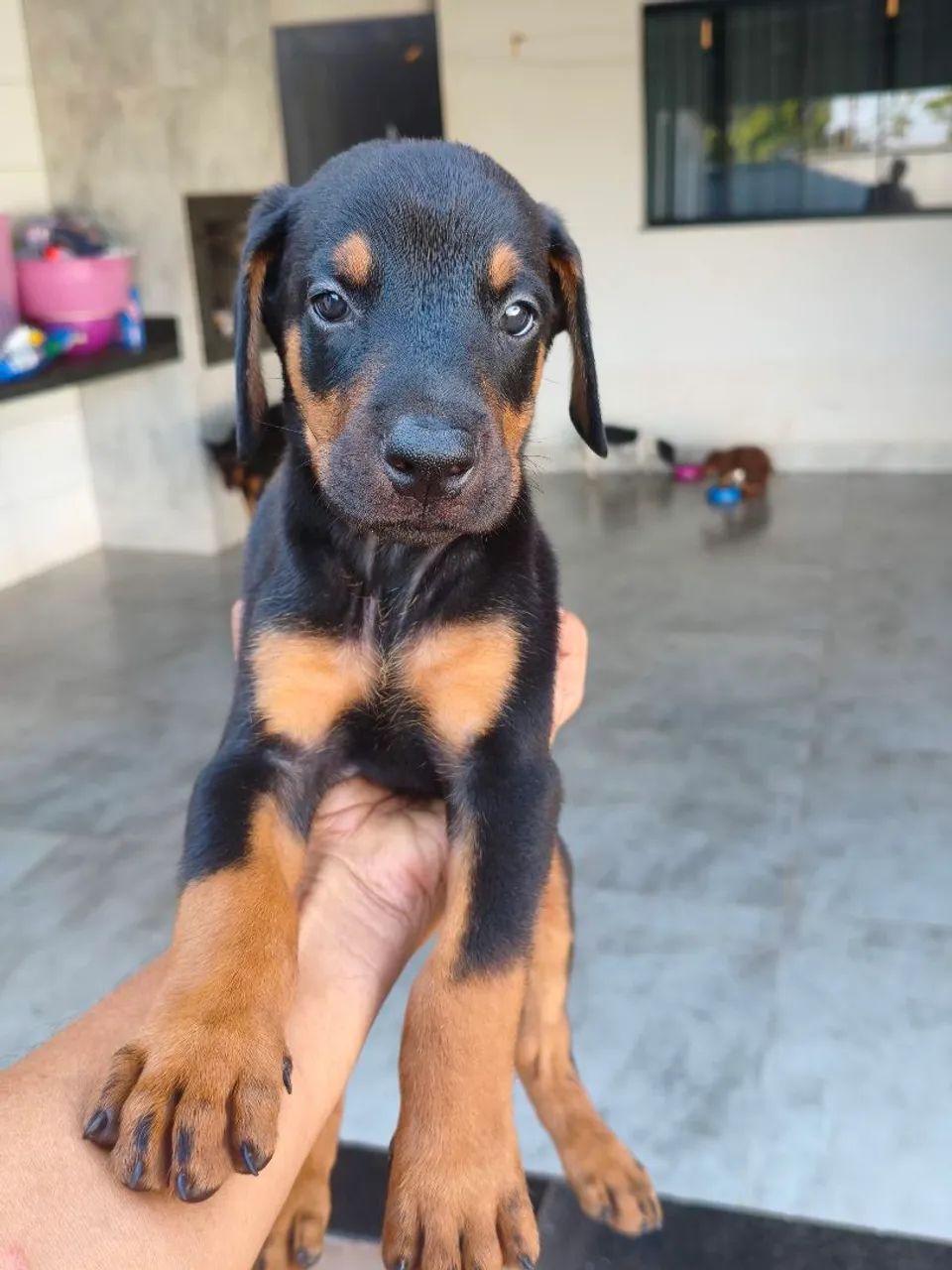 Filhotes de Doberman com 45 dias - Foto 4