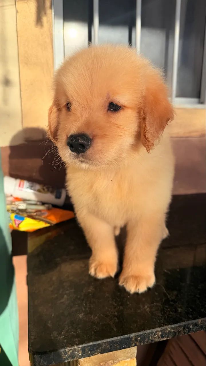 Filhotes de Golden  - Foto 4
