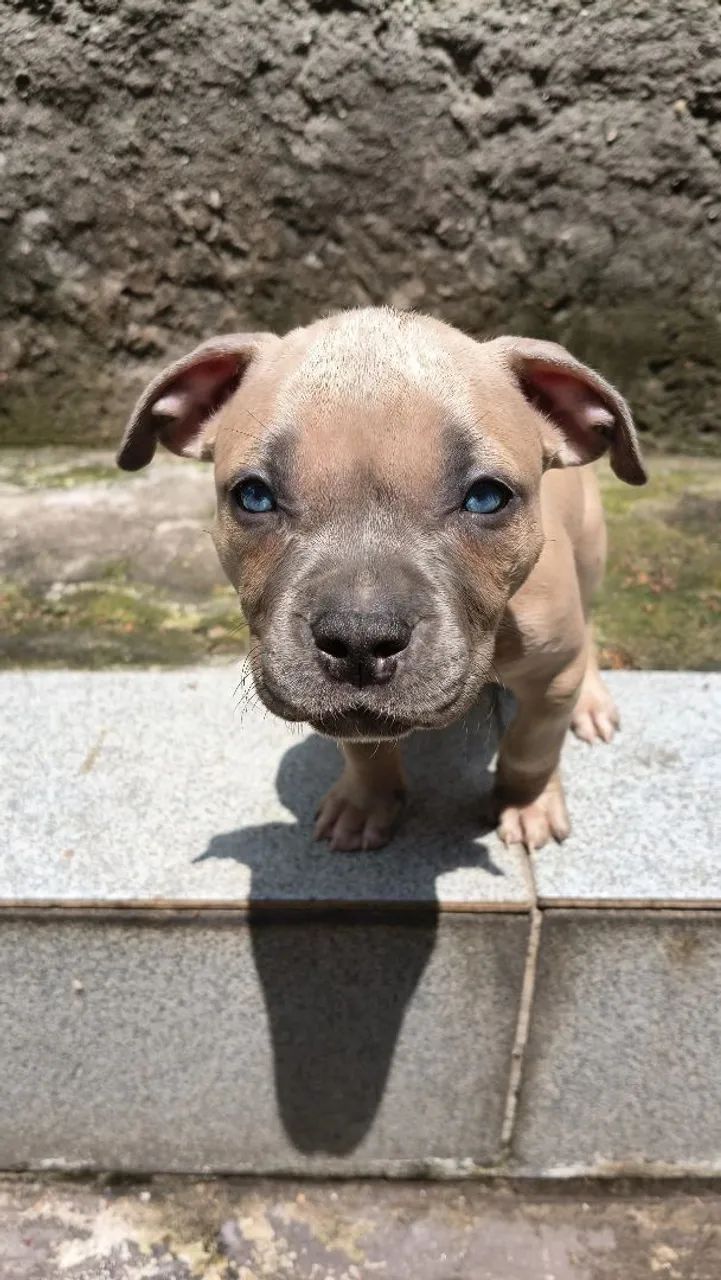 Filhotes de Pitbull - Foto 4