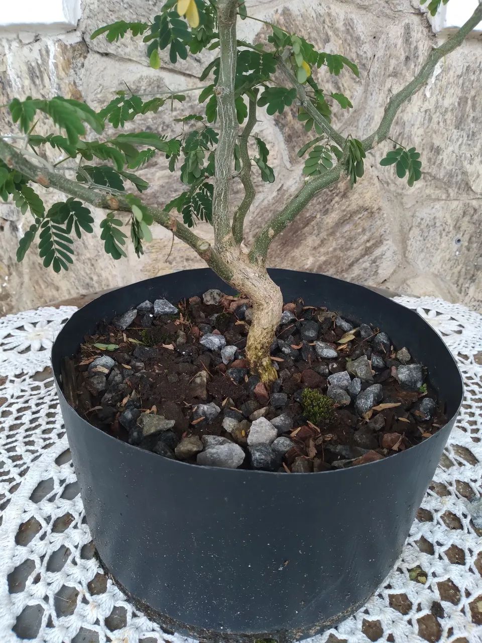 Pre Bonsai Pitheco de 1 Ano - Foto 5
