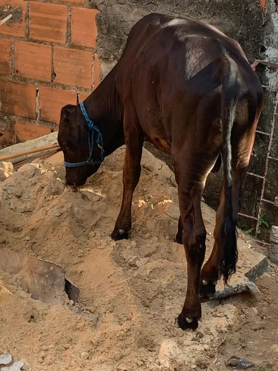 Vendo 2 bezerros de luxo  - Foto 3