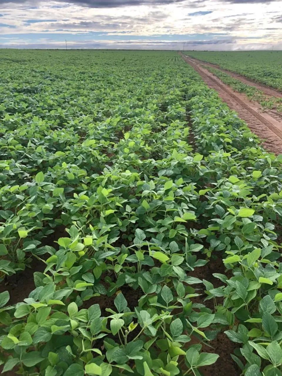 Fazenda a venda, em Almas Tocantins!!! - Foto 5