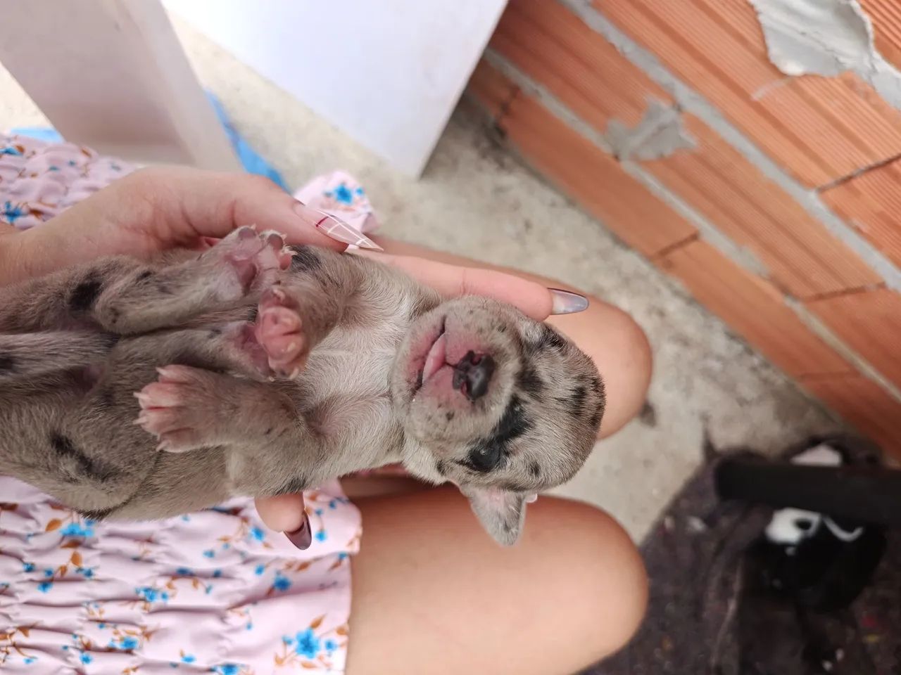 Doação NAO É DE RAÇA.!!! - Foto 2
