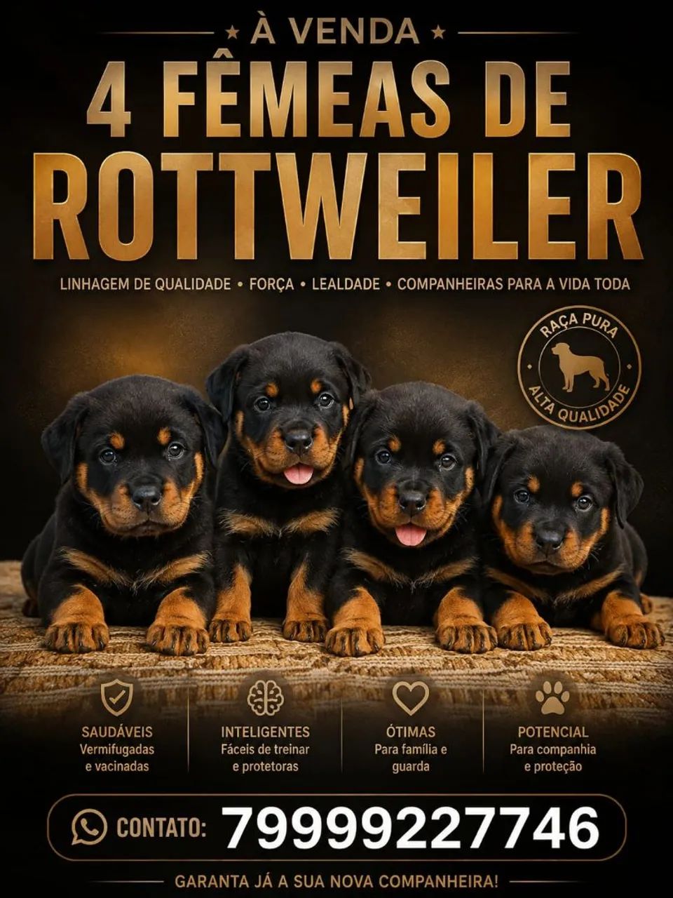 Rottweiler
