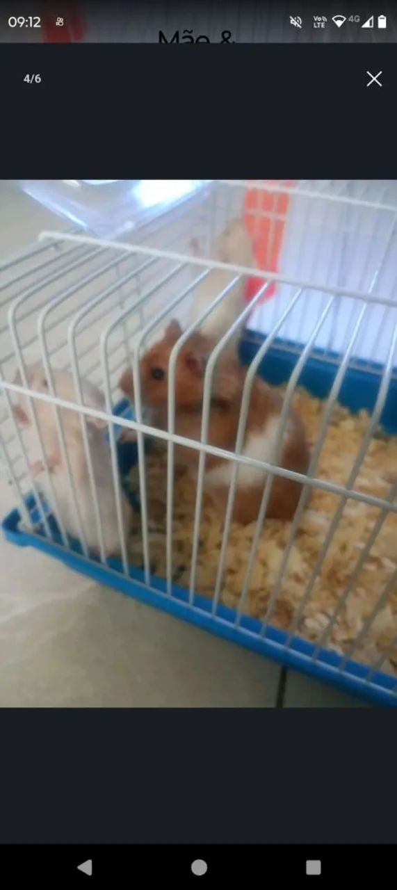 Hamster Sírio  - Foto 5
