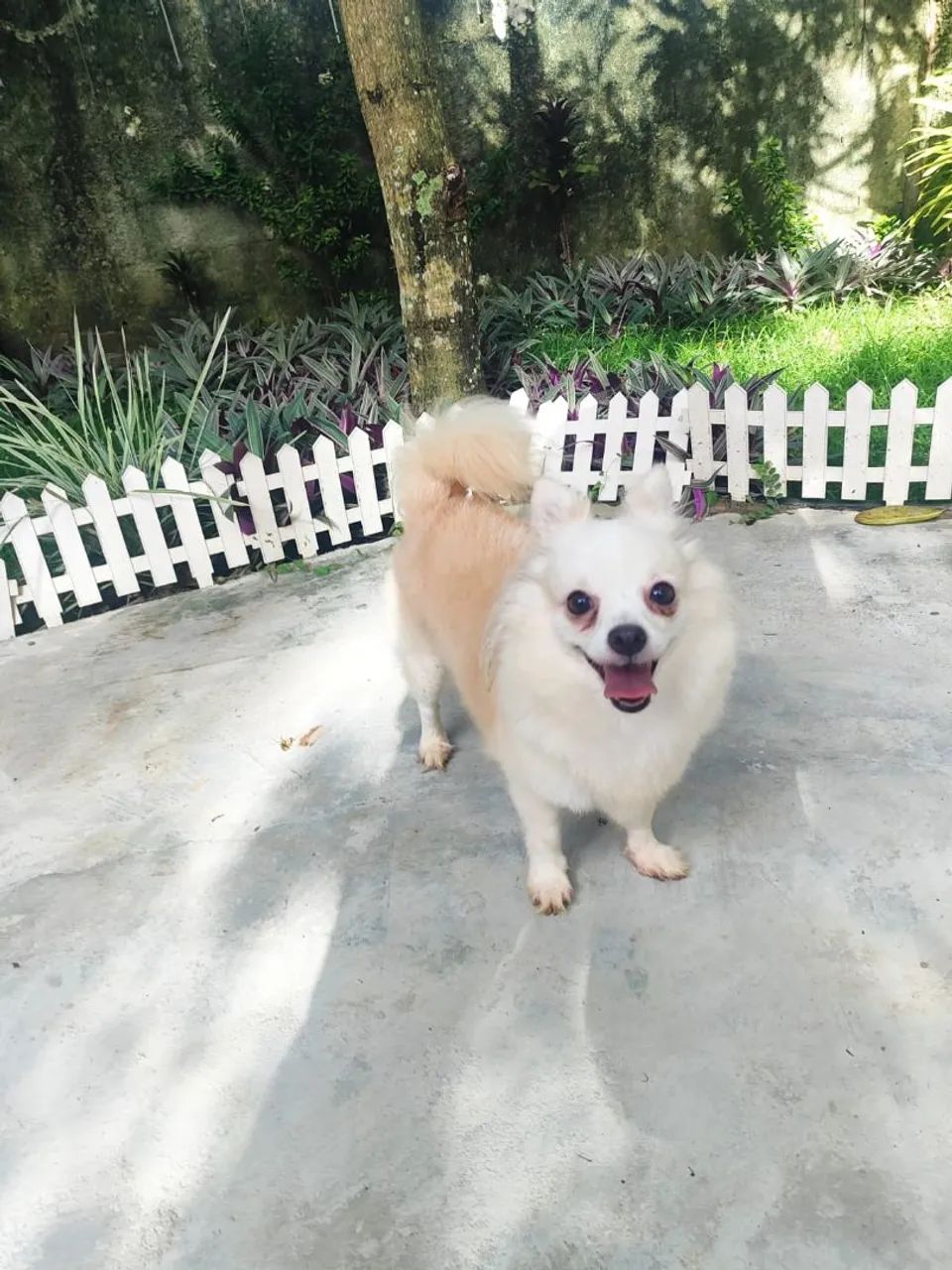 Chihuahua 