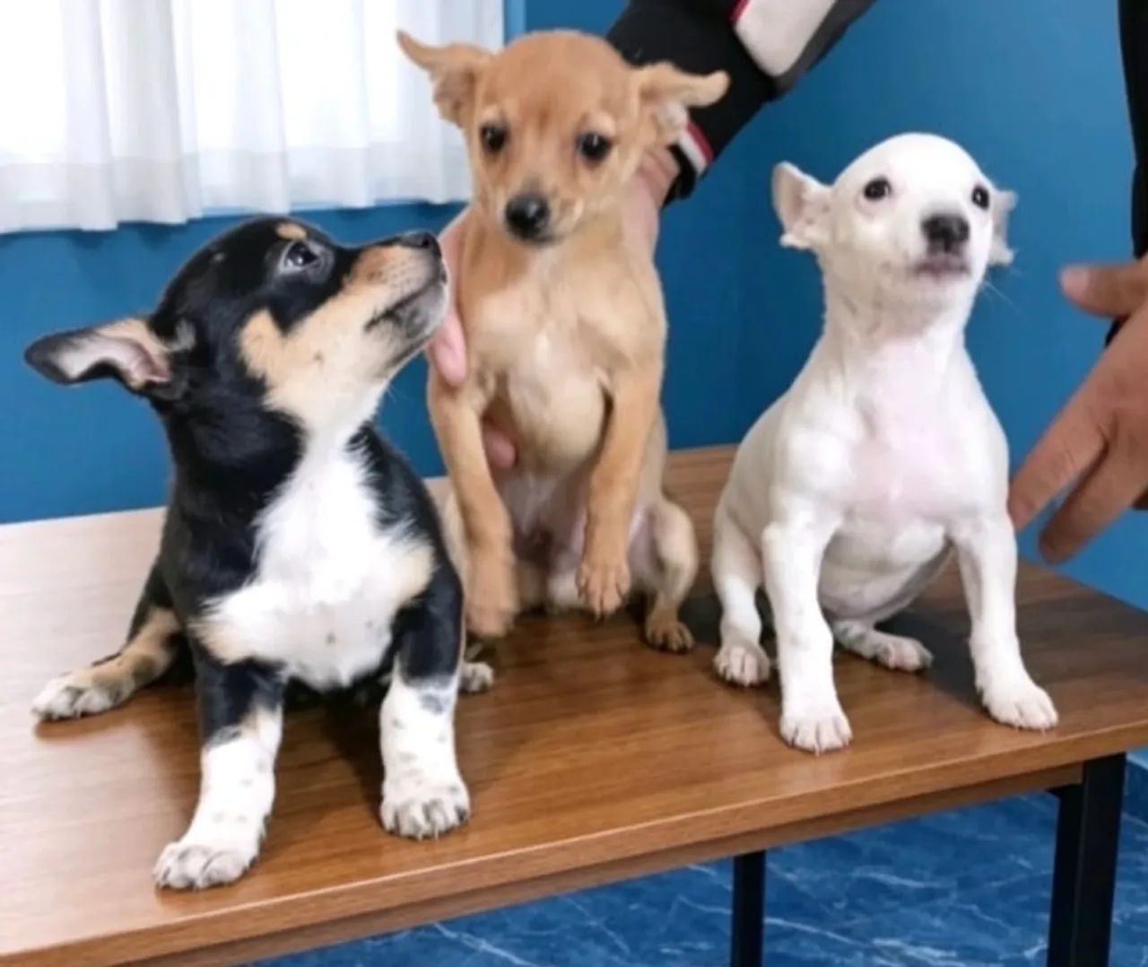 Pinscher super fofo R$1.499,00