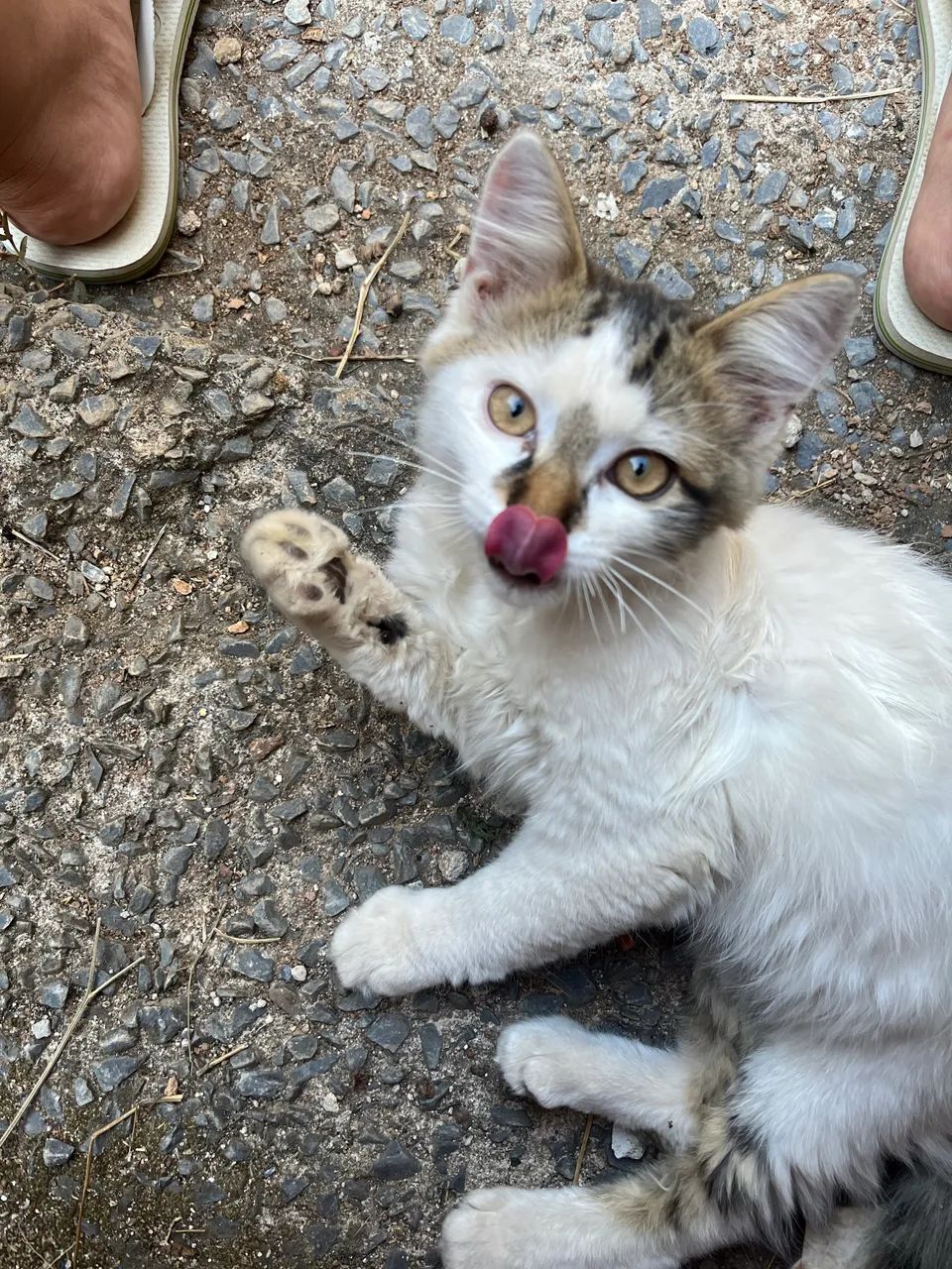 Doa-se gato - Foto 3