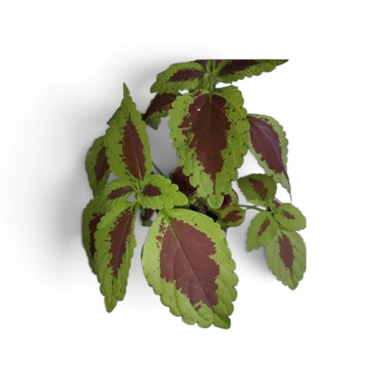 Planta Coleus