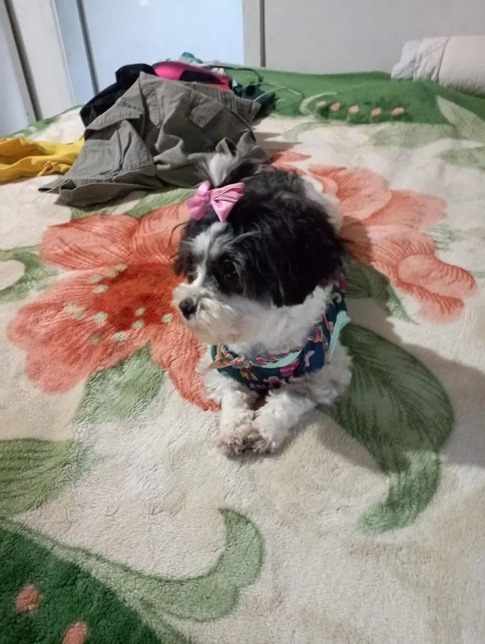 Filhote machinho Lhasa apso - Foto 3
