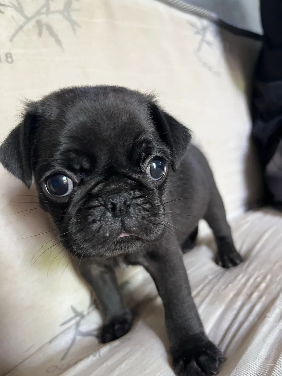 Pug - Foto 3