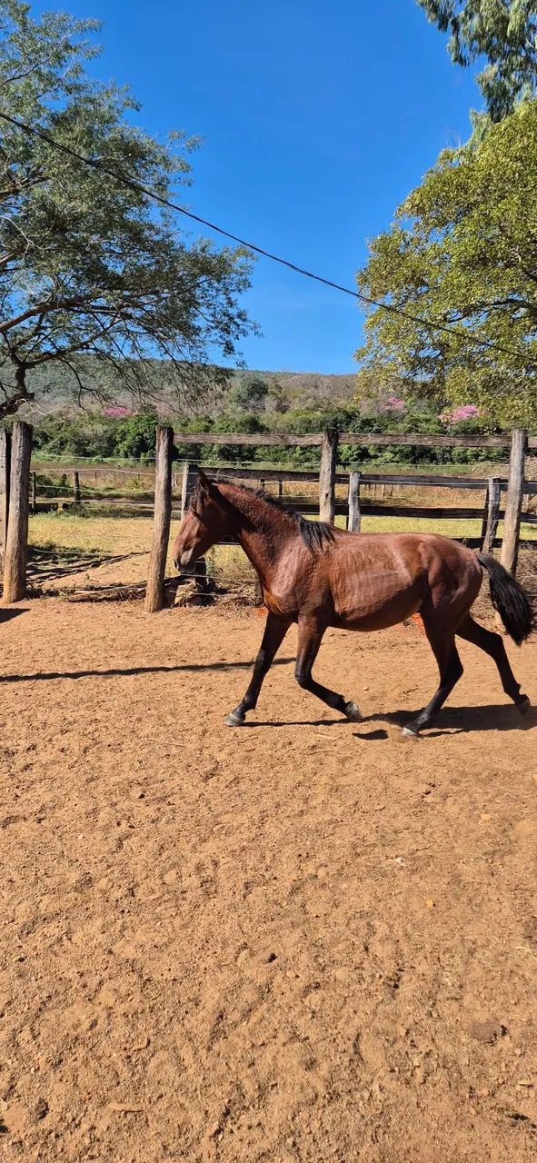 CAVALO E POTRO (Aceito gado) - Foto 2