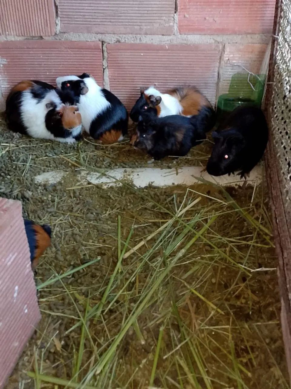 Preá  - Foto 6