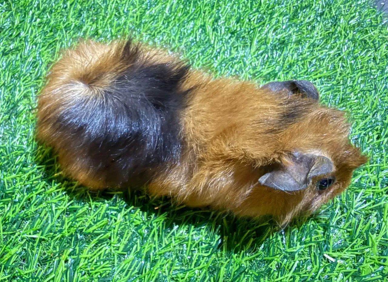 Filhotes de Porquinho da Índia Abissínio  - Foto 3