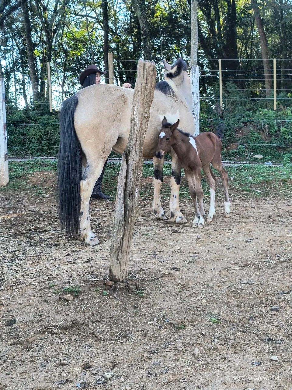 Égua com filhote  - Foto 5