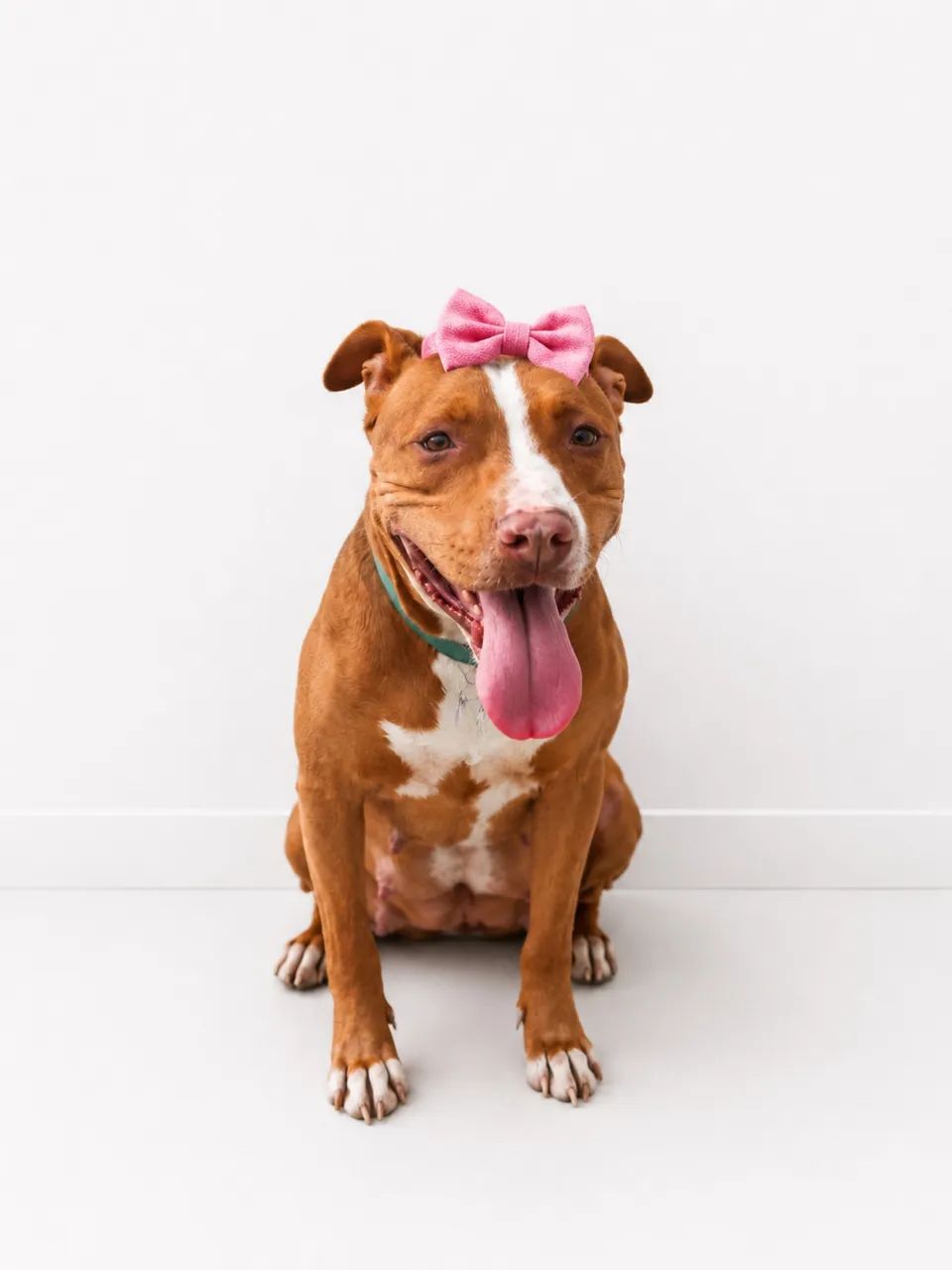 Pitbull para adoção responsável  - Foto 2