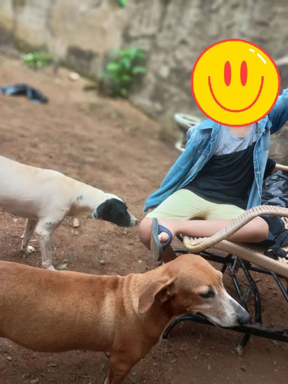 Doação responsável  - Foto 4