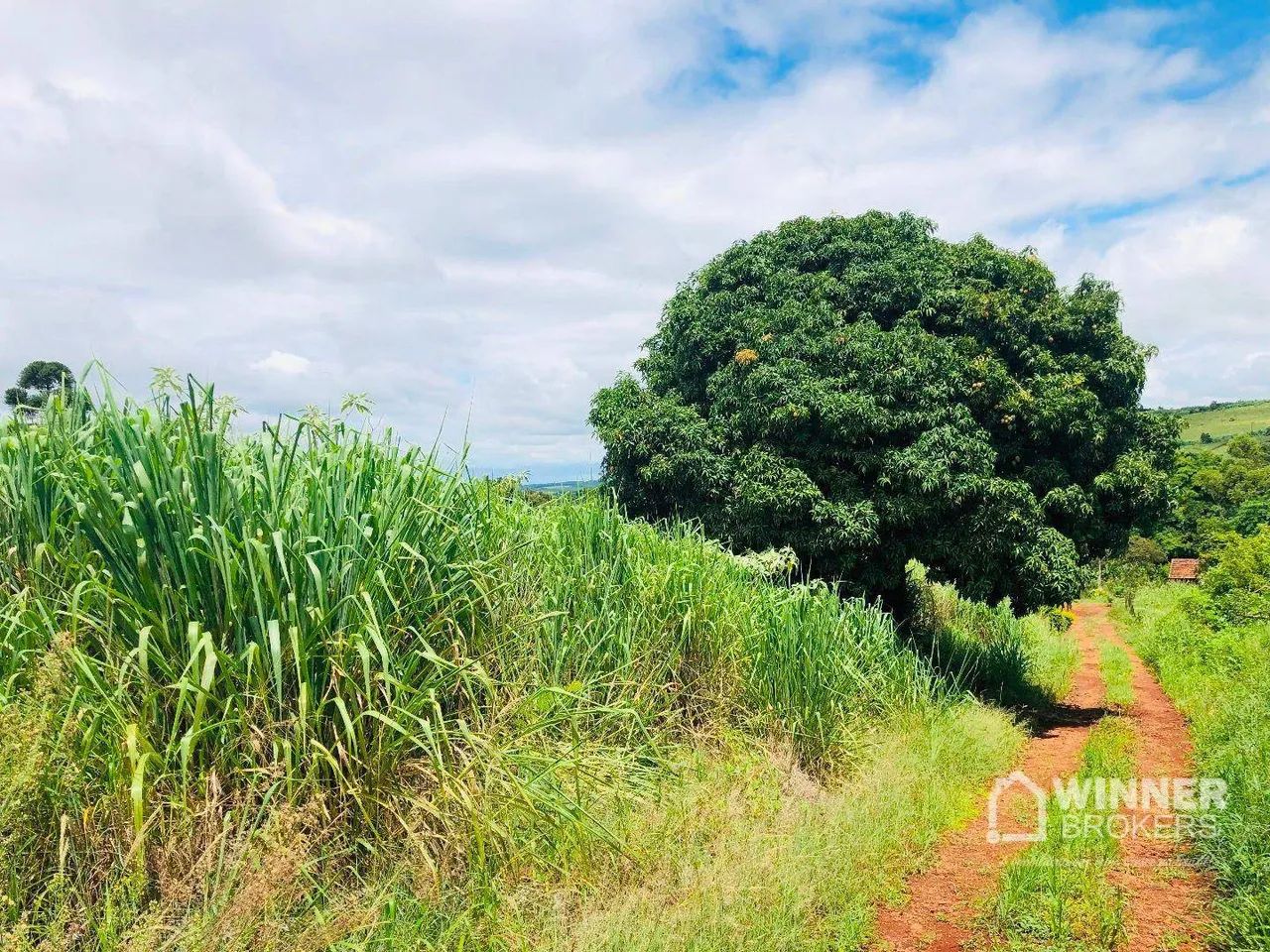 Excelente chácara com 5000 m2 a 2 km da cidade - Mandaguari - Foto 2