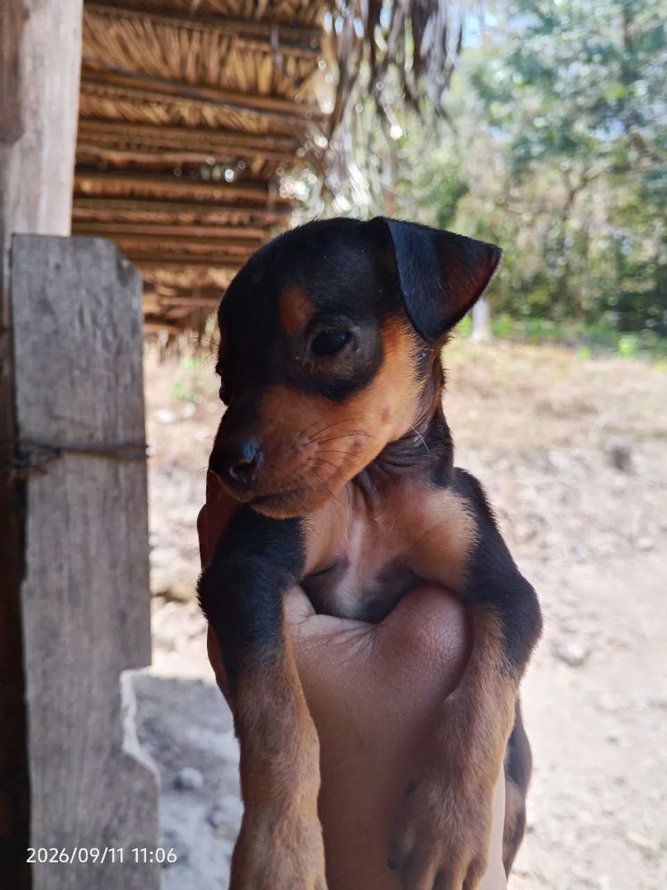 Pinscher Macho
