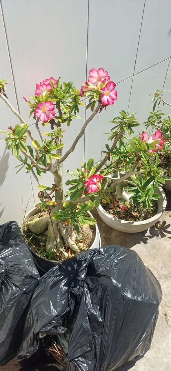 Rosa do Deserto.