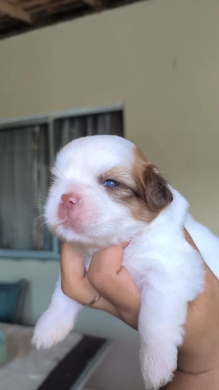 Vendo shihtzu  - Foto 3