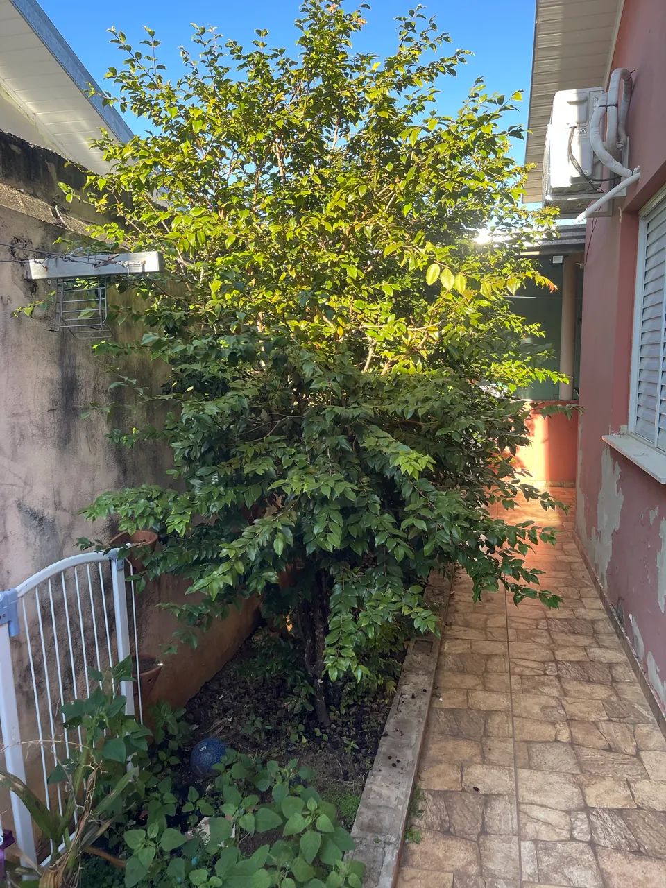 Pé de jabuticaba Sabará 