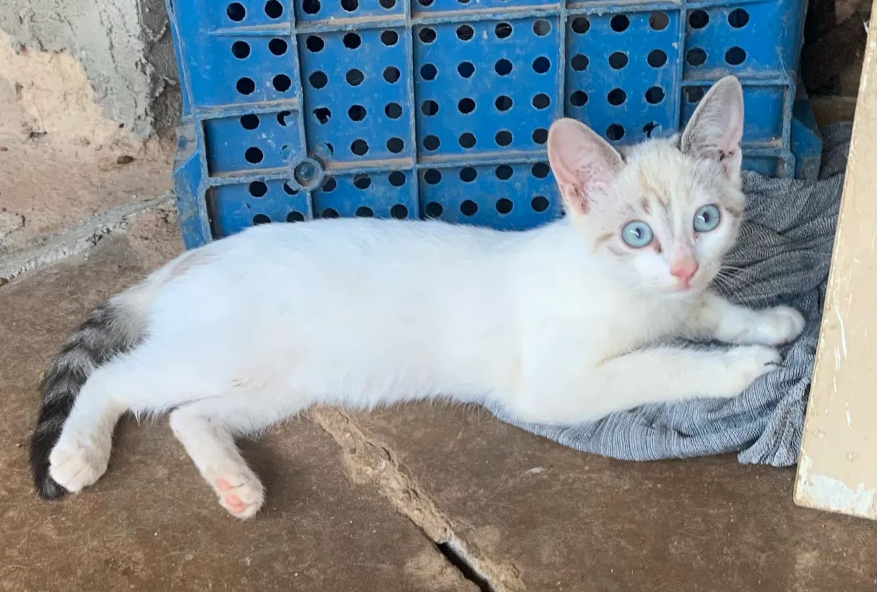 Doar gatinhos - Foto 5