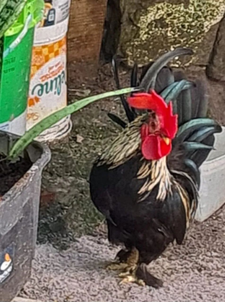 Galo garnizer 