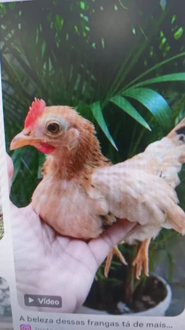 Frangas Garnizé - Foto 4