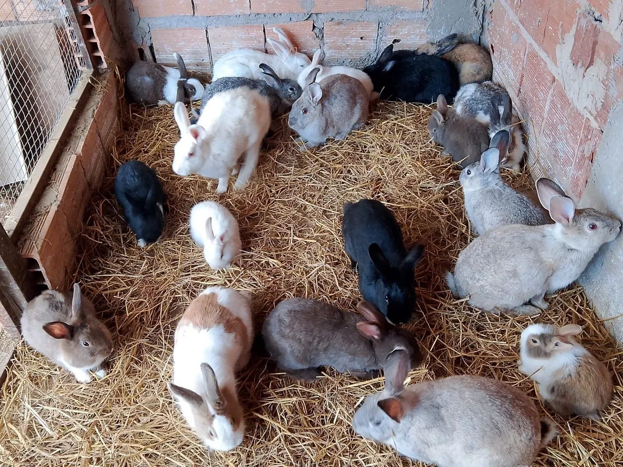 COELHOS - Foto 2