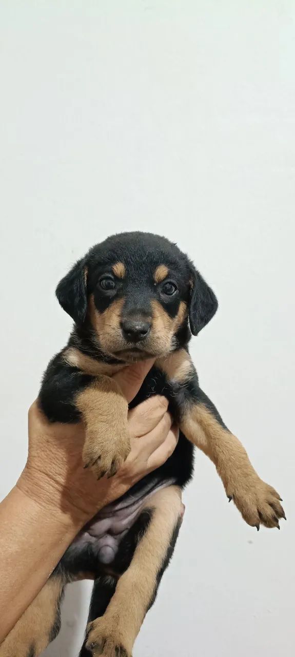 Adoção responsável  - Foto 4