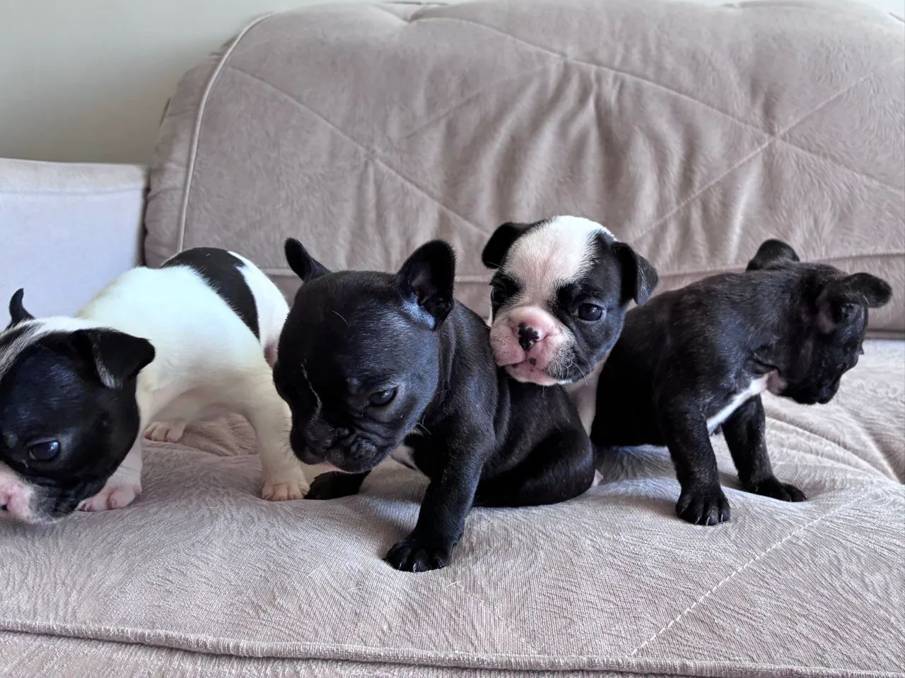 Buldogue Francês  - Foto 2