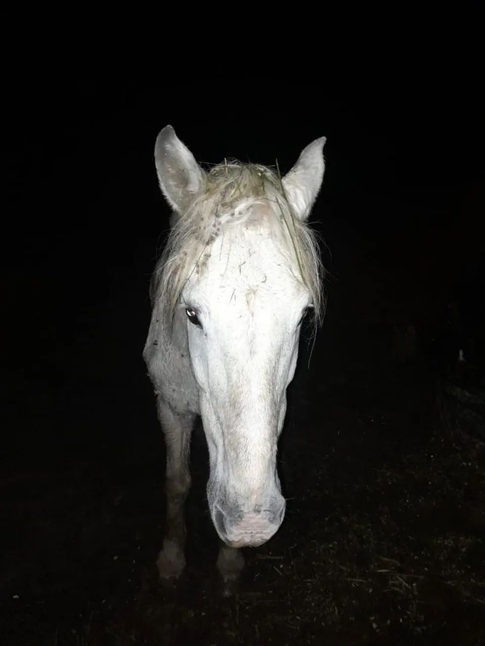Vendo tordilho pai Percheron e mae manga larga  - Foto 4