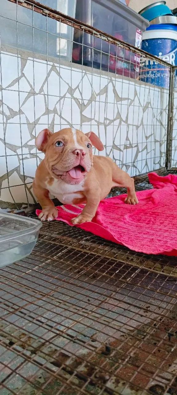 Exótic Bully American Bully filhote - Foto 3