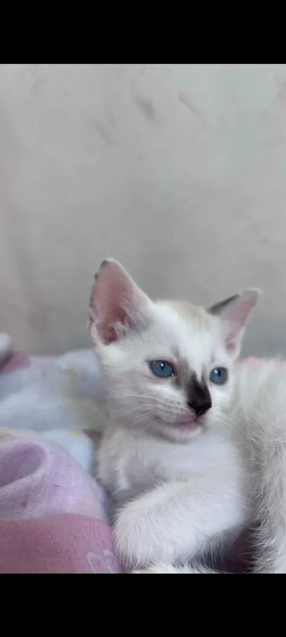 Gatinha para adoção responsável 