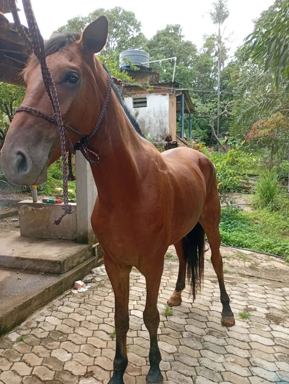 ?Cavalo castanho - 4 a 5 anos - manso de sela - Foto 4