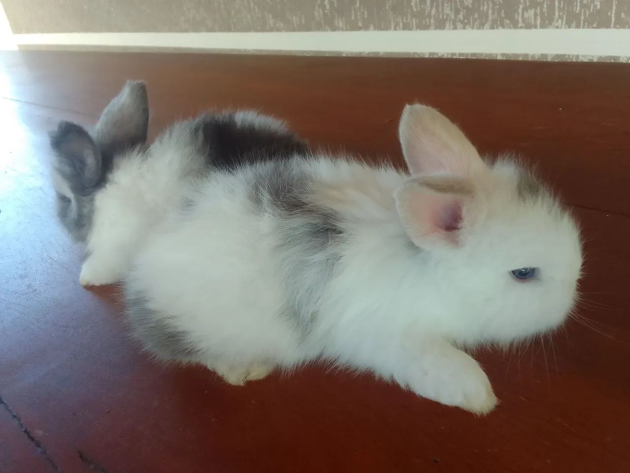 Mini coelho  - Foto 5